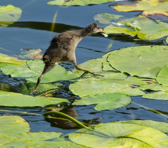 Бег по кувшинкам