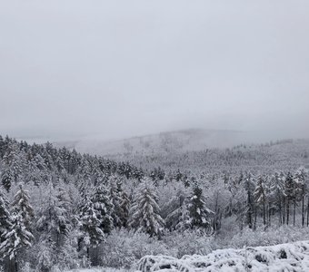 Лес под одеялом