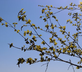 Первая майская зелень