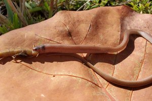 Самая редкая змея Северной Америки погибла, подавившись гигантской многоножкой
