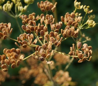 Дикий укроп