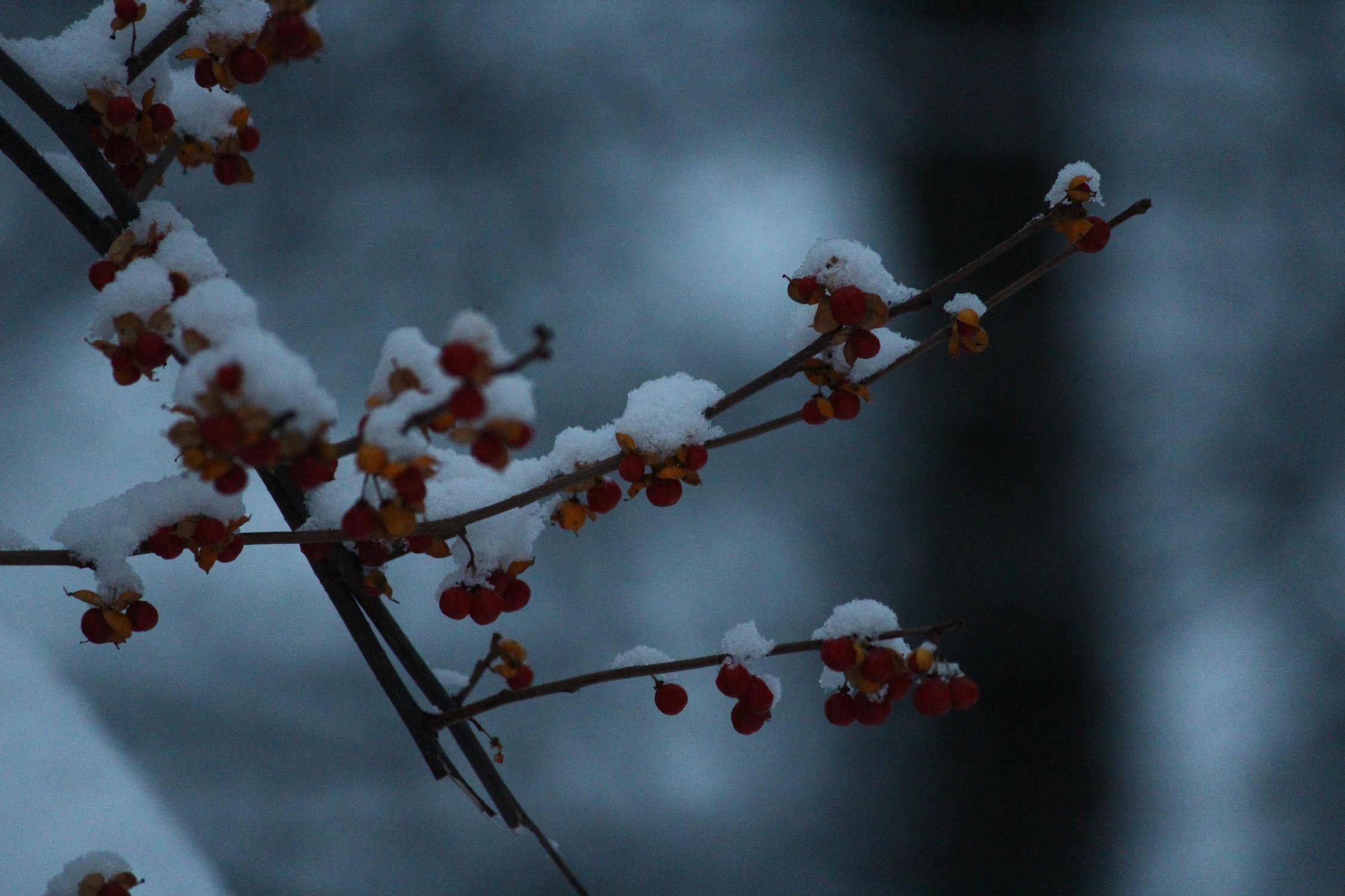 Ледяная осень