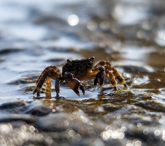 Черноморский крабик