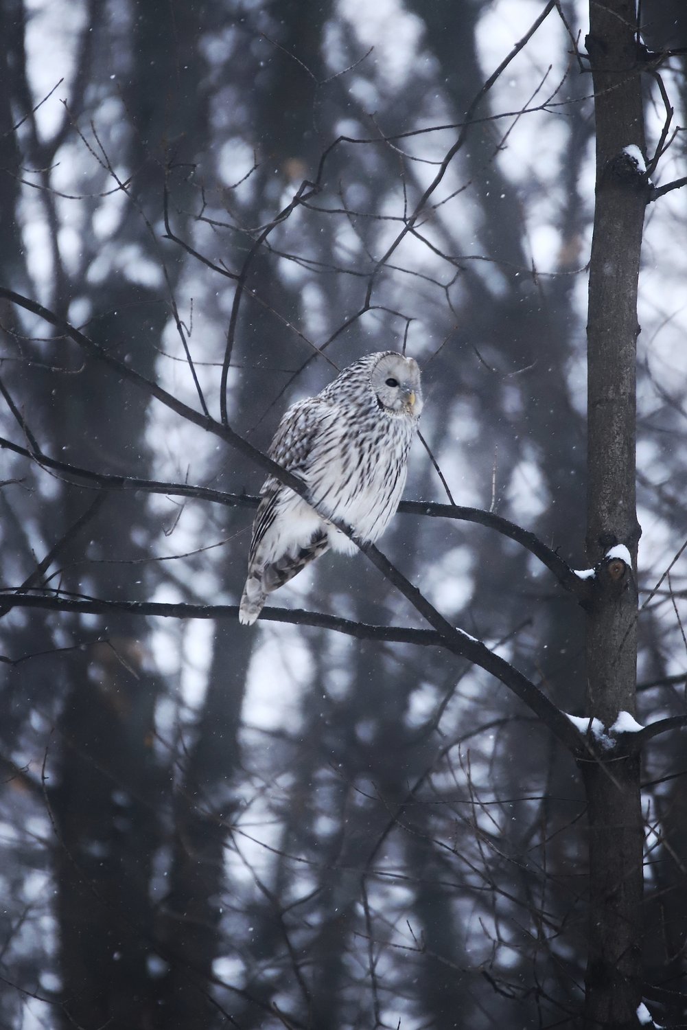 Хозяйка леса