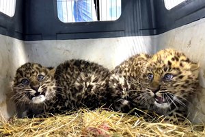 Отбившихся от матери котят леопарда спасли в Приморье