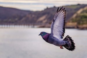 В канадской тюрьме задержали голубя-наркокурьера