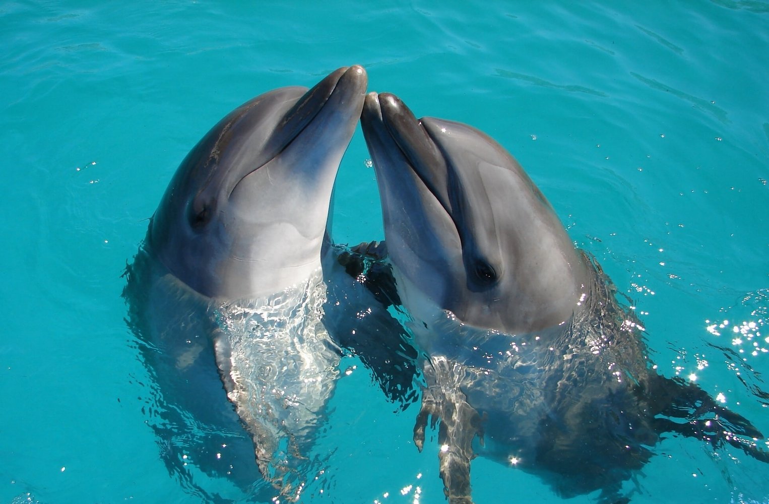 Дельфины пара