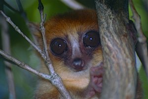 Уникальная фауна Мадагаскара под угрозой уничтожения