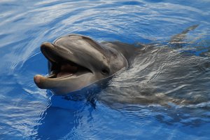 Дельфины кричат под водой, но их не всегда слышат