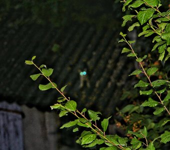 Интересующийся Кот на крыше в темноте. Флёри ла Ривьер. Шампань