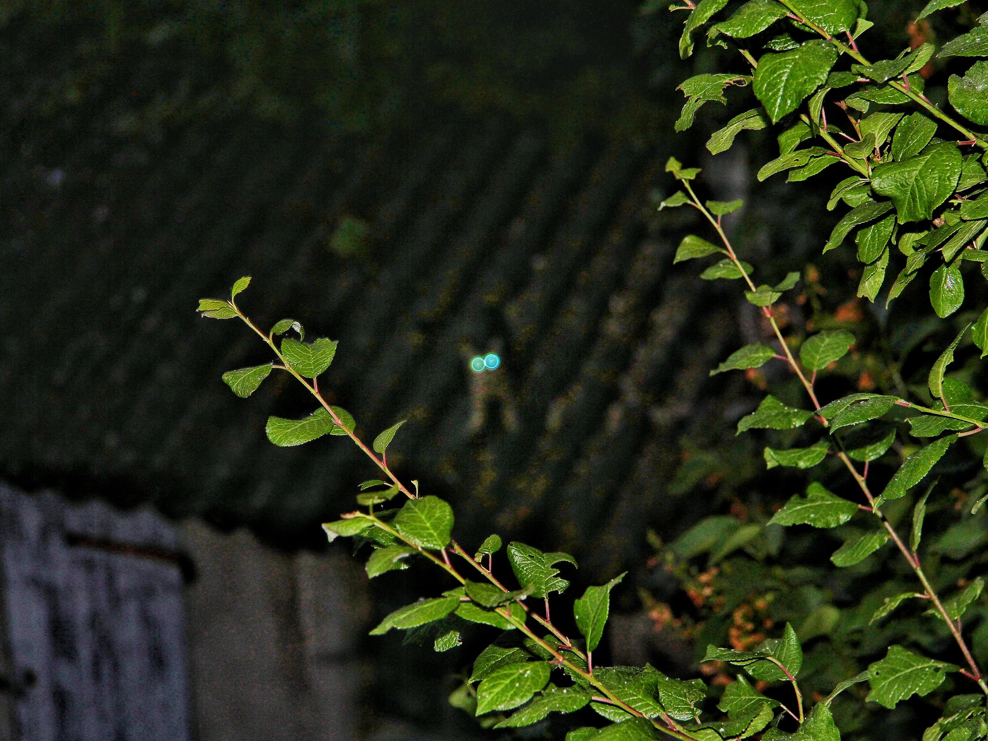 Интересующийся Кот на крыше в темноте. Флёри ла Ривьер. Шампань