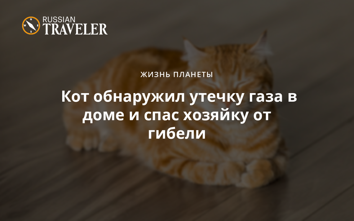 Кот обнаружил утечку газа в доме и спас хозяйку от гибели