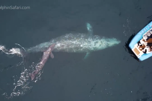 Рождение серого кита впервые засняли на видео
