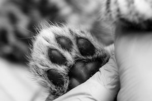 Осиротевших котят леопарда не удалось спасти в центре реабилитации на Дальнем Востоке