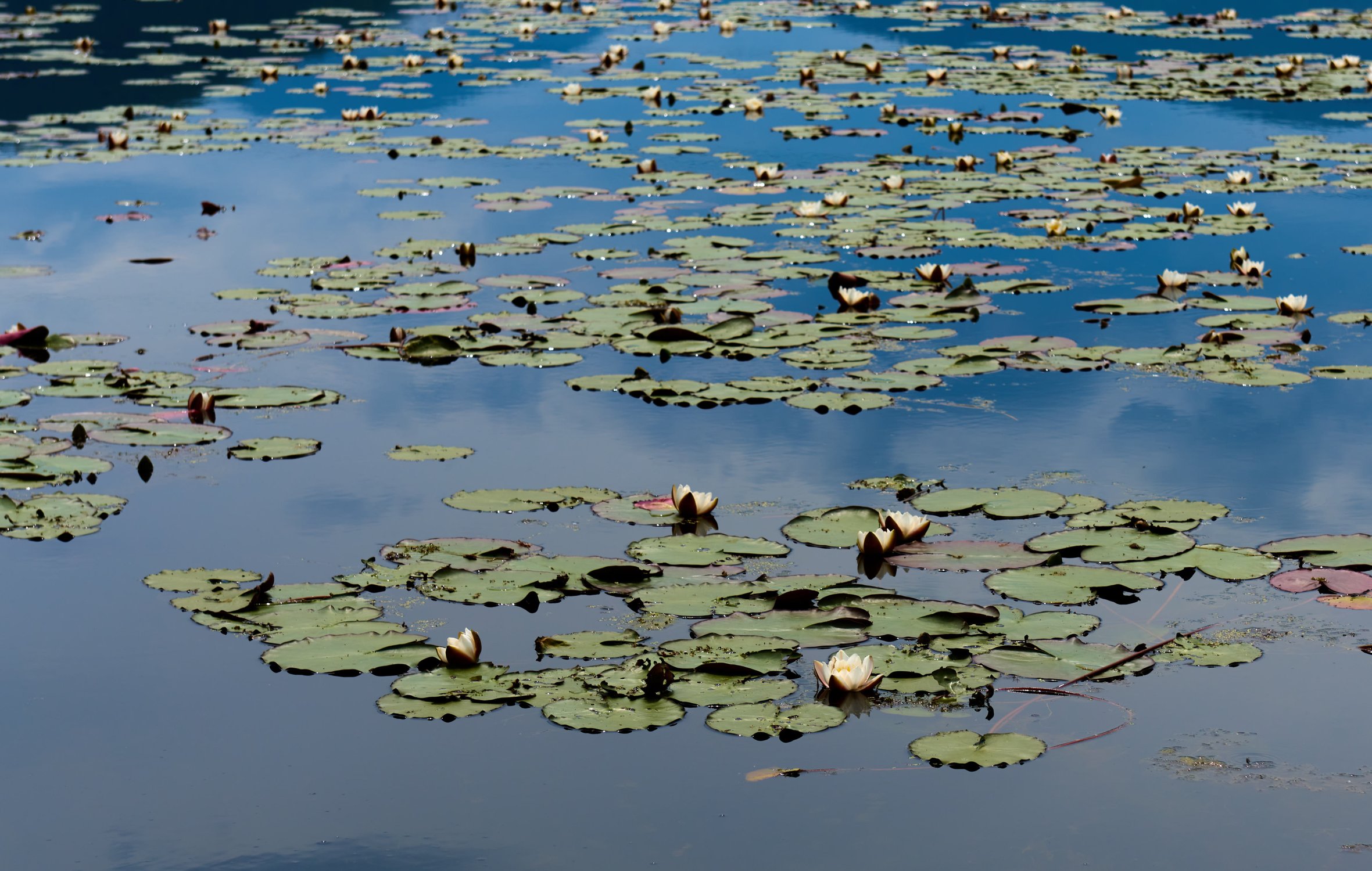 Озерно болотные. Озерно болотный комплекс Тайлаковский. Слюдянка озеро с кувшинками. Озеро болотных огоньков. Озерно болотные россыпи.