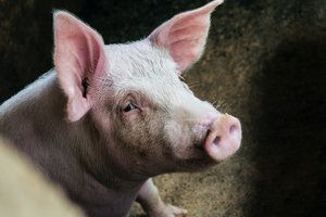 Свинья в Гонконге сама убила мясника, который пытался ее зарезать