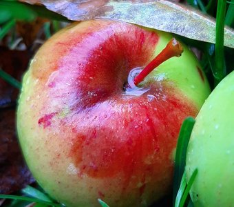 Яблоко после дождя