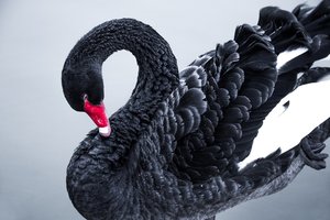 Ученые заявили о риске вымирания черных лебедей