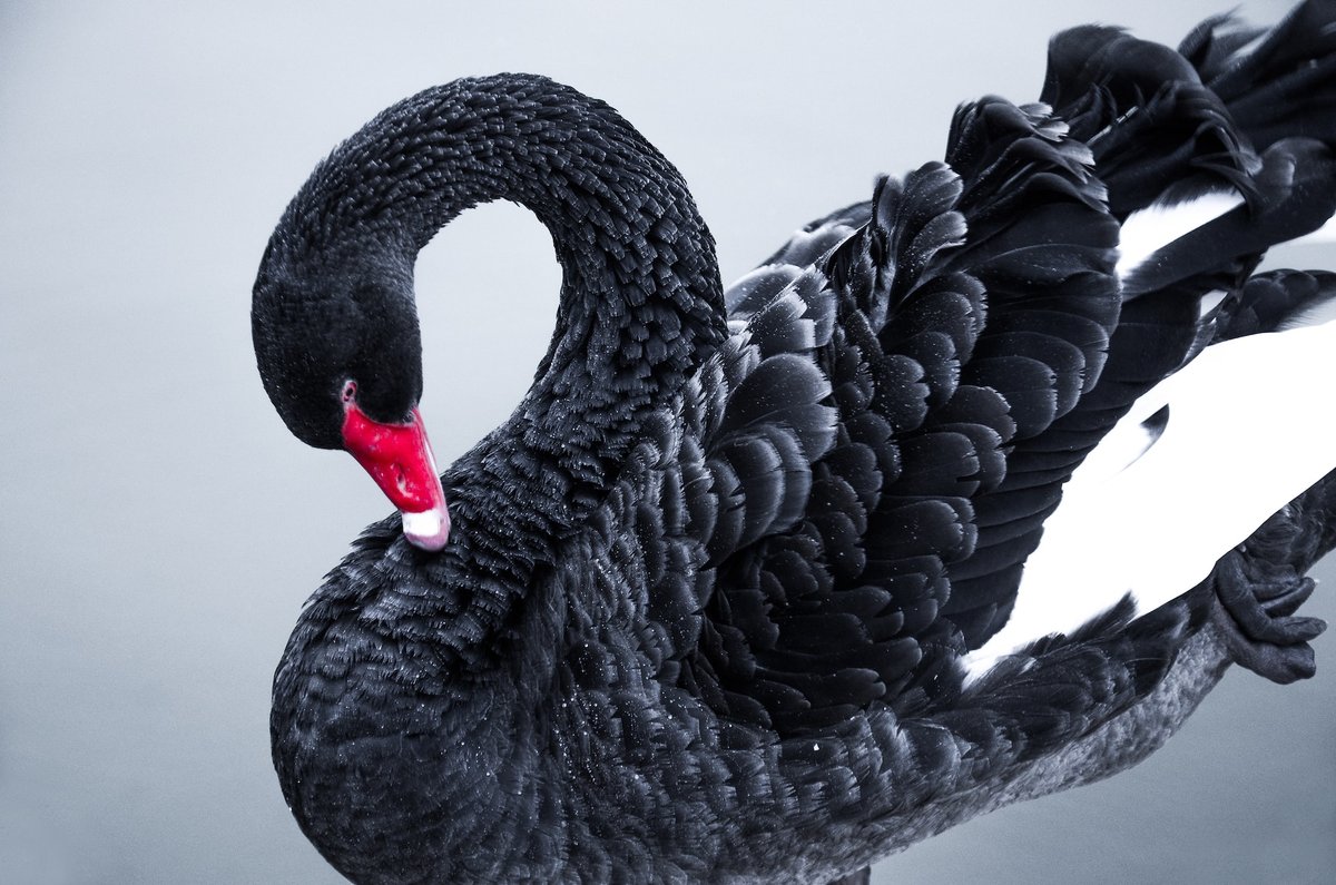 Стая черных лебедей
