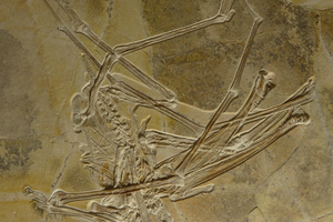 Британские ученые нашли новый вид птерозавров