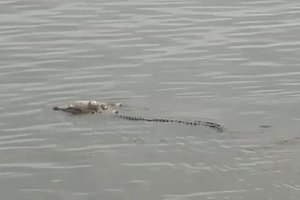 Крокодил принес родителям тело утонувшего ребенка: видео