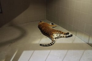Рязанская тигрица Матильда сбежала из дома и напала на человека