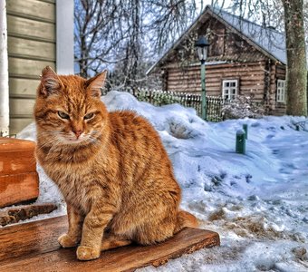 Рыжий кот на ступеньках кухонного флигеля в Михайловском