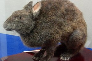 Оказалось, что этот редкий заяц из Японии выполняет уникальную роль в экосистеме