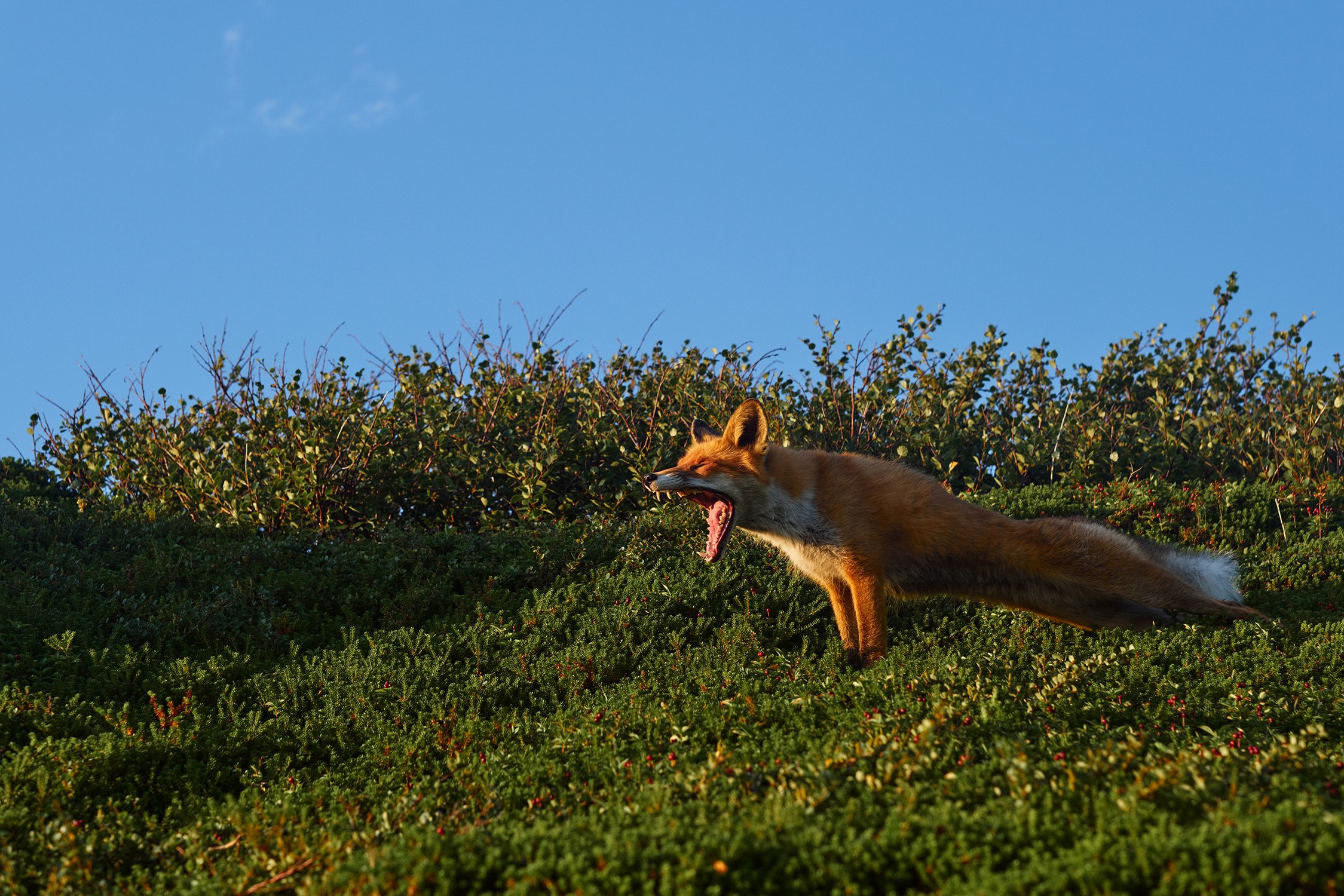 Утренняя зарядка