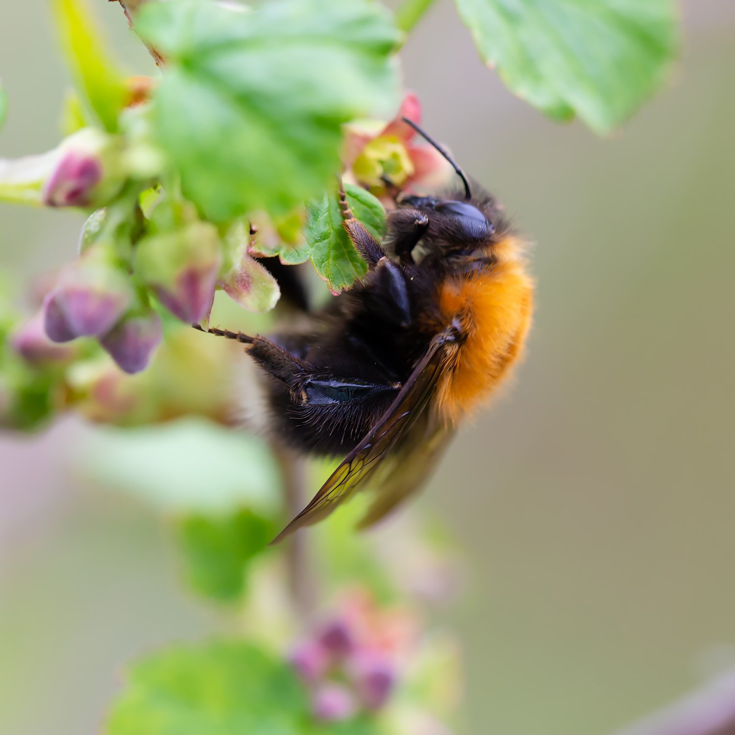 Шмель на бутонах чёрной смородины
