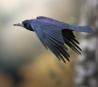 Грач (Corvus frugilegus)