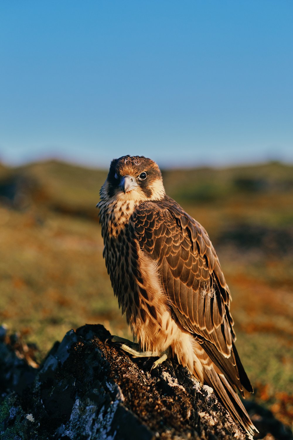 Хищный птиц