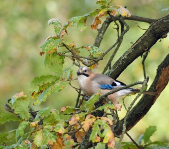 Я тут, а Вы кто?