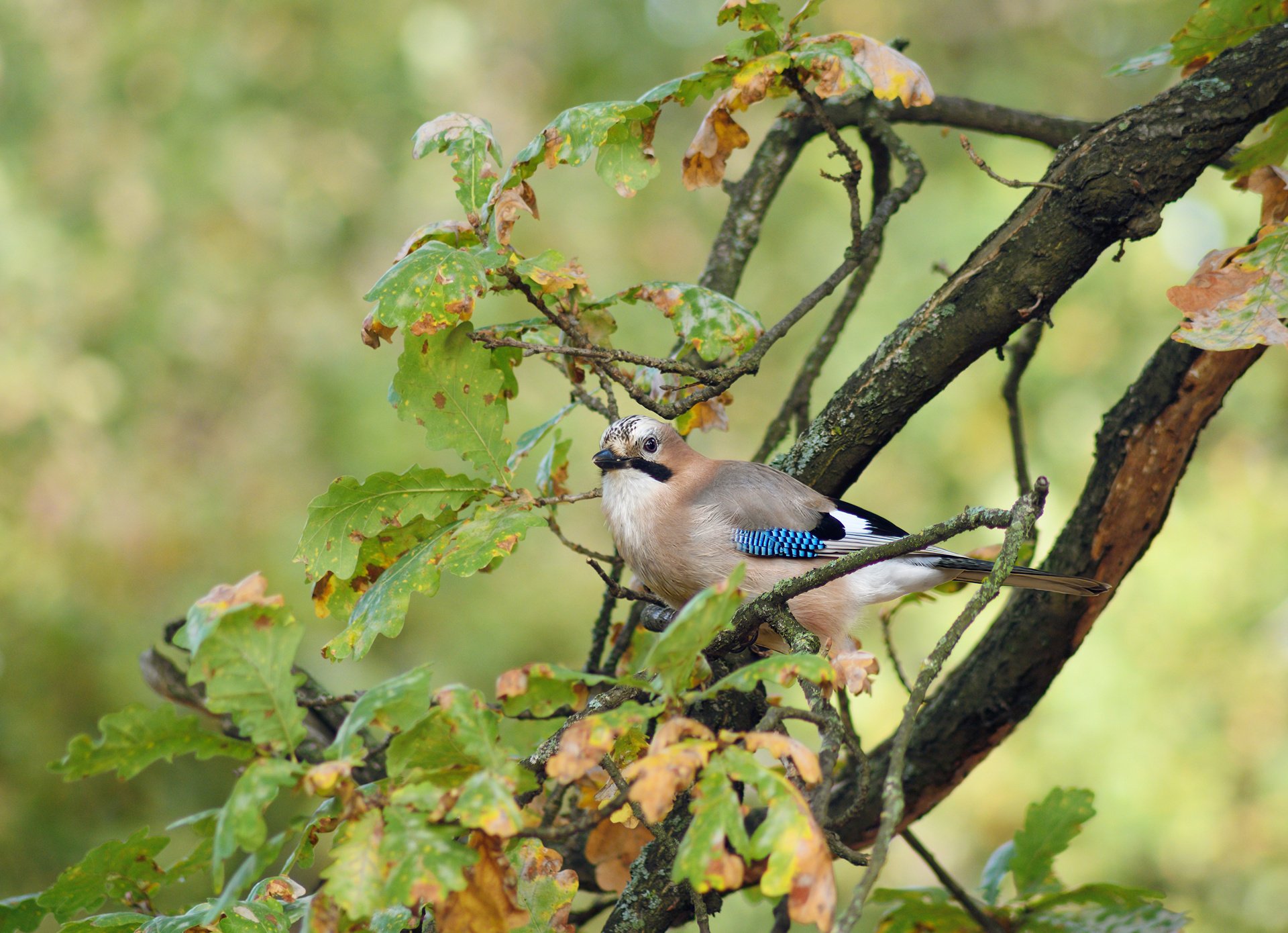 Я тут, а Вы кто?
