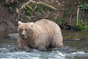Заповедник на Аляске определил самого толстого медведя в этом году