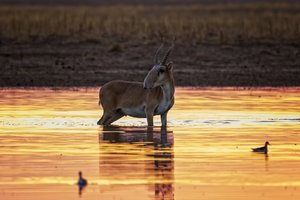 В калмыцком заповеднике создают новые водопои – сайгаки в восторге