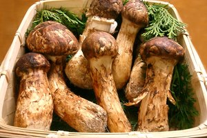 В России ввели уголовную ответственность за незаконный сбор грибов