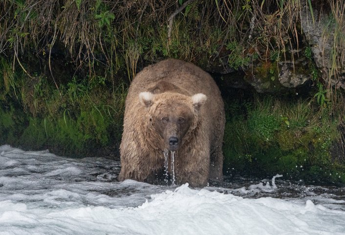 Фото: Katmai National Park and Preserve