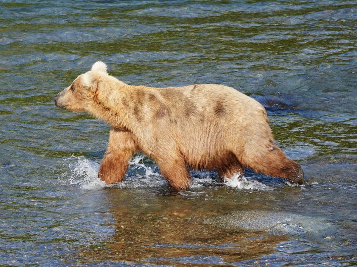 Фото: Katmai National Park and Preserve