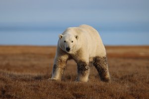 Ученые посчитали белых медведей в Якутии