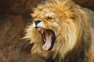 Большинству животных человеческий голос кажется страшнее львиного рычания