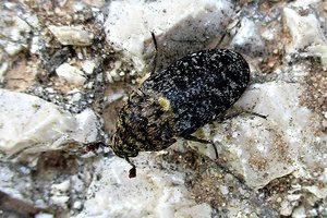 В Уэльсе обнаружили жука, который питается кожей и помогает судмедэкспертам