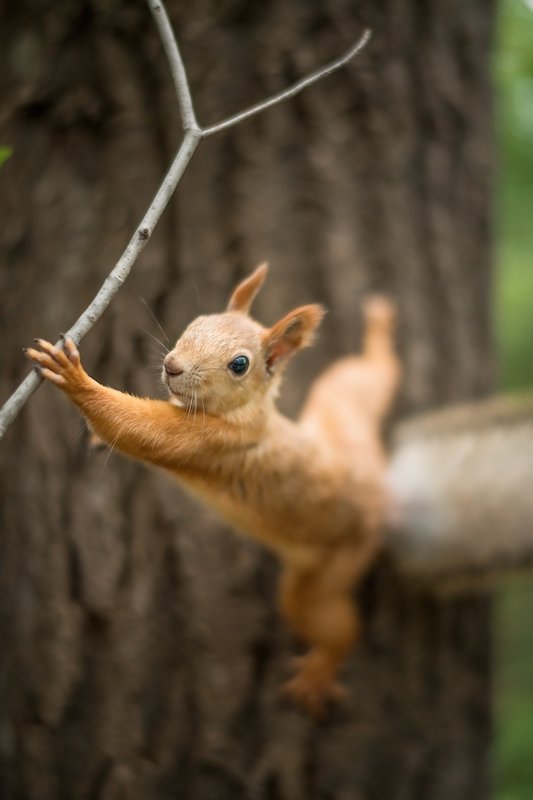 Спортивная белка