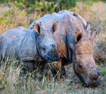Безрогие носороги