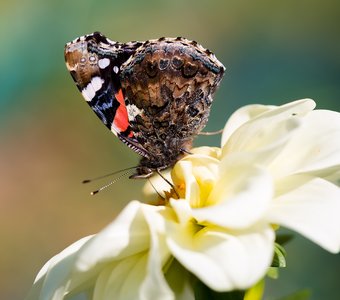 Бабочка адмирал на цветке