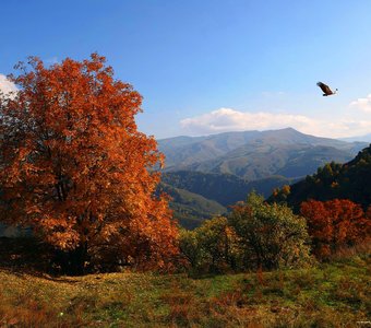 Осенний пейзаж с гифом