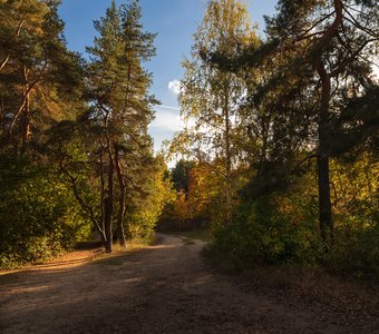 Осень среди сосен