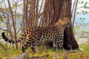 Этот леопард из Приморья стал самым восточным в мире