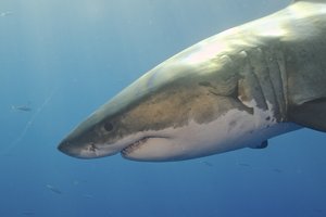 Куда косатки-убийцы прогнали свирепых белых акул из Южной Африки?