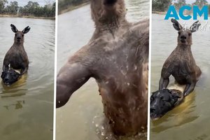 В Австралии мужчина подрался с кенгуру, который хотел утопить его собаку: видео